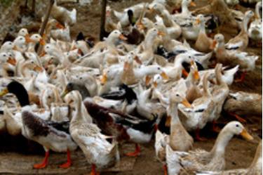 Thủy cầm chưa tiêm phòng mũi 2 là ngudafabet khuyến mãi nhân khiến dịch cúm bùng phát