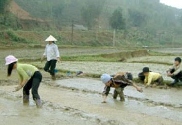 Nhân dân đang tích cực khắc phục thiệt hại sau đợt rét kéo dài. (Ảnh: Thanh Chi)