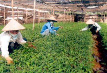 Nông dân xã Sơn Thịnh (Văn Chấn) chăm sóc chè giống cho niên vụ trồng chè 2008. (Ảnh: Minh Hằng)