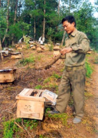 Nuôi ong mật ở Mù Cang Chải.
(Ảnh: Đ.H)

