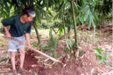 Chăm sóc tre măng Bát Độ. 
(Ảnh: Phạm Thị Thủy)

