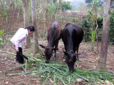 Em Hầu Thị Thủy bên những “người bạn” của mình.

