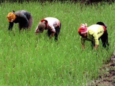 Nhân dân xã Thạch Lương (Văn Chấn) chăm sóc lúa xuân.

