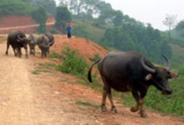 Tình trạng chăn thả gia súc tự do vẫn diễn ra hàng ngày tại xã Pá Lau (Trạm Tấu). (Ảnh: Minh Thúy)