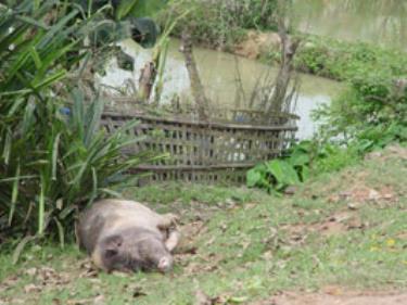 Lợn chết bên đường lên huyện Triệu Sơn.