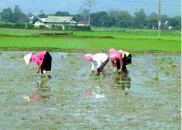 Sau đợt rét kéo dài, nhiều diện tích lúa ở thị xã Nghĩa Lộ phải cấy lại cho kịp khung thời vụ 15/3. (Ảnh: Thanh Thủy)