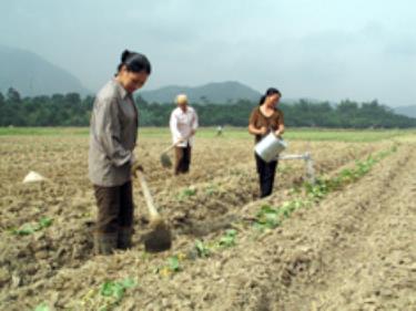 Nông dân Y Can thâm canh trên đất bãi. Ảnh: Thành Trung.