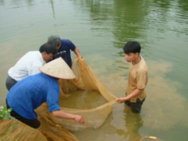 Cán bộ trại giống kiểm tra quá trình sinh trưởng của cá giống vược rô.