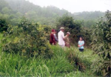 Mô hình trồng cỏ voi xen cây ăn quả xã Minh Bảo (thành phố Yên Bái) vừa mang lại hiệu quả kinh tế vừa chống xói mòn đất.  (Ảnh: Nguyễn Thị Nhàn)

