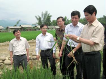 Đồng chí Hoàng Xuân Lộc cùng đoàn công tác của tỉnh kiểm tra sự sinh trưởng và phát triển của lúa Xuân tại xã Sơn A. (Ảnh: Thành Trung)