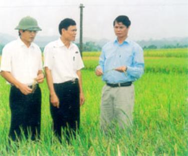 Đồng chí Bí thư Tỉnh ủy Hoàng Xuân Lộc thăm cánh đồng lúa chất lượng cao tại xã Báo Đáp.