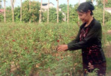 3 sào hoa chuyển đổi từ đất lúa mỗi năm gia đình bà Dậu thôn Tân Thành thu 10 triệu đồng/1 sào.