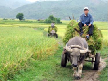 Năng suất bình quân lúa vụ xuân của Văn Yên đạt 50,7 tạ/ha Ảnh: Tuấn Anh.