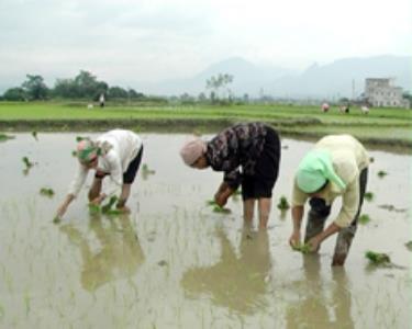 Nhân dân huyện Văn Chấn đang khẩn trương gieo cấy lúa mùa.