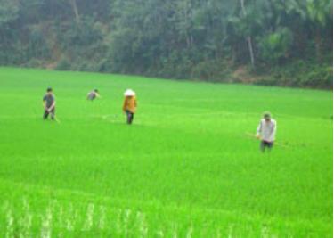 Đây là vụ thứ ba Hội LHPN tỉnh thí điểm đưa kỹ thuật bón phân viên nén dúi sâu FDP vào trồng lúa nước tại 8 xã của huyện Lục Yên với sự tài trợ của Tổ chức CODESPA, Tây Ban Nha.