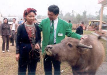 Lãnh đạo Tập đoàn Mai Linh tặng trâu cho hộ bà Đặng Thị Ních ở thôn Ngòi Ngù, xã Bảo Ái (Yên Bình) bị thiệt hại do rét đậm rét hại đầu năm 2008.

