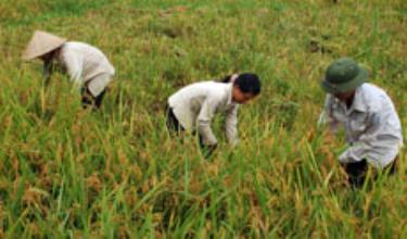 Đời sống của nhiều hộ nông dân được nâng lên nhờ sản xuất nông nghiệp được mùa. (Ảnh: M.Q)