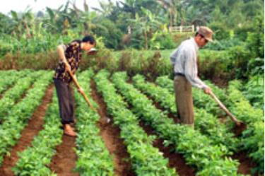 Nhân dân xã Quy Mông (Trấn Yên) chăm sóc lạc xuân. (Ảnh: Quang Tuấn)