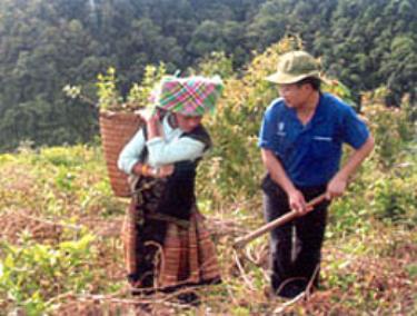 Trồng cây sơn tra tại xã Bản Công (huyện Trạm Tấu).