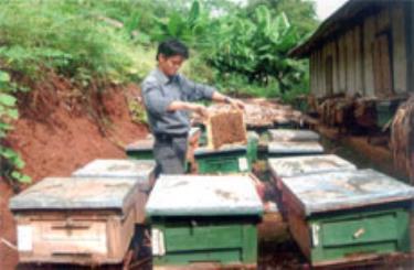 Anh lê Văn Tuấn chăm sóc đàn ong.