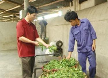 Anh Nguyễn Ngọc Thận - Chủ nhiệm HTX Tân Thịnh kiểm tra chất lượng chè.