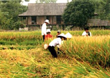 Nông dân Văn Chấn thu hoạch lúa.