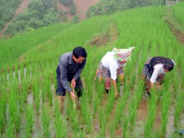 Tuy được hướng dẫn KHKT nhưng các cây trồng, vật nuôi trên địa bàn xã chưa đạt hiệu quả cao.