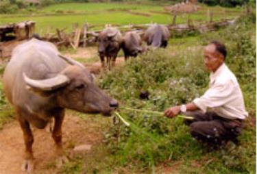 Ông Tráng Su Vàng đang chăm sóc đàn trâu của gia đình.