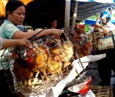 Thịt gia cầm tươi sống giảm giảm giá do nguồn cung cấp trong nhân dân tăng.