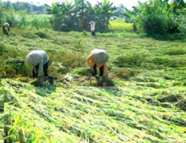 Khẩn trương thu hoạch diện tích lúa bị đổ.