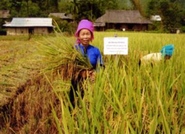 Nông dân xã Nghĩa An khẩn trương thu hoạch lúa mùa.