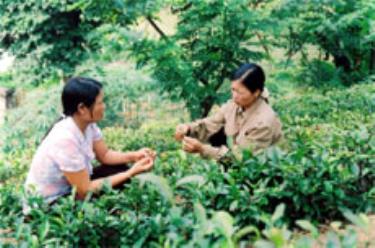 Chị Bùi Thị Lệ Thủy, thôn Hồng Hà, xã Nga Quán (Trấn Yên) nhờ nguồn vốn vay của Hội Phụ nữ đã đầu tư trồng chè chất lượng cao để vươn lên thoát nghèo.

