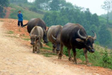 Tập quán thả rông gia súc của đồng bào vùng cao sẽ làm cho công tác phòng chống dịch bệnh khó kiểm soát. (Ảnh: Thanh Tân)