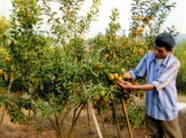 Nhờ phát triển các mô hình kinh tế đồi vườn, nhiều hộ gia đình tại Minh An đã thoát nghèo bền vững.