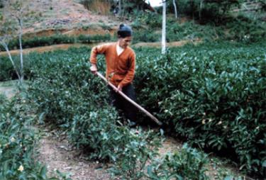 Nông dân xã Bảo Hưng làm cỏ chè.