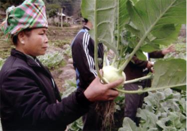 Nông dân xã Hát Lừu trồng rau vụ đông cho thu nhập cao.
