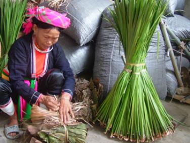 Đồng bào Dao ở xã Y Can (Trấn Yên) khai thác và bảo quản, chế biến cây thuốc nam. (Ảnh: Minh Thúy)