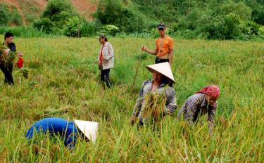 Phấn đấu tỷ lệ hội viên nghèo trong toàn huyện mỗi năm giảm 5%. Ảnh MQ