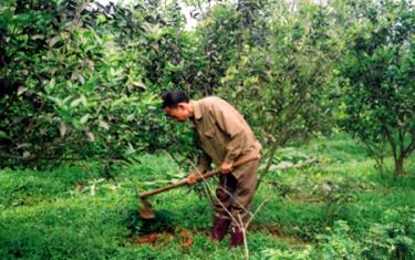 Mô hình vườn cây ăn quả của CCB Đoàn Lâm Tới xã Hồng Ca (Trấn Yên).