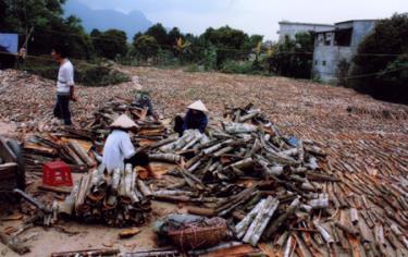 Nông dân xã Sơn Lương (Văn Chấn) phân loại quế trước khi phơi.
Ảnh: Pa Ri