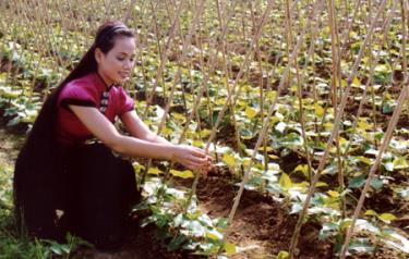 Chăm sóc rau màu vụ đông trên cánh đồng Mường Lò.
(Ảnh: Thanh Miền)