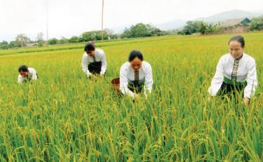 Đồng bào Thái (Văn Chấn) được hỗ trợ vật tư nông nghiệp có điều kiện thâm canh, tăng năng suất lúa.
