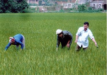 Đồng bào dân tộc Tày xã Việt Hồng tập trung chăm sóc và bảo vệ lúa xuân. (Ảnh: Lê Phiên)