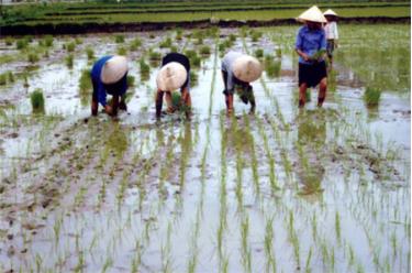 Không chỉ Nghĩa Lợi, nhiều địa phương khác cũng đang loay hoay với việc “dồn điền đổi thửa”.
(Ảnh: Thanh Miền)