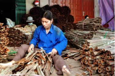 Nông dân Văn Yên đã có cuộc sống ổn định hơn nhờ trồng quế.
