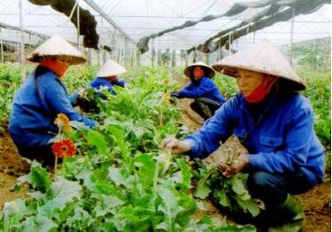 Công nhân Trung tâm sản xuất nông nghiệp công nghệ cao chăm sóc hoa.