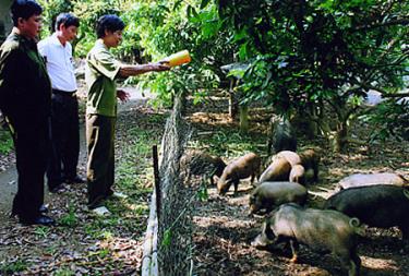 Mô hình nuôi lợn rừng của cựu chiến binh Nguyễn Công Nghĩa cho hiệu quả kinh tế cao.
