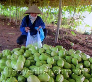 Nhiều nông dân đang bán su su với giá
800 đồng - 1.000 đồng/kg.