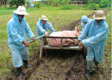 Bắc Ninh đã tiêu hủy toàn bộ số lợn bệnh.