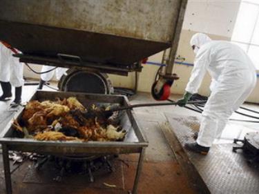 Tiêu hủy gà bị nhiễm H7N9 tại Trung Quốc.